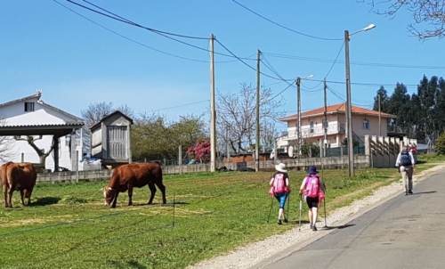 A Rua to Santiago de Compostela