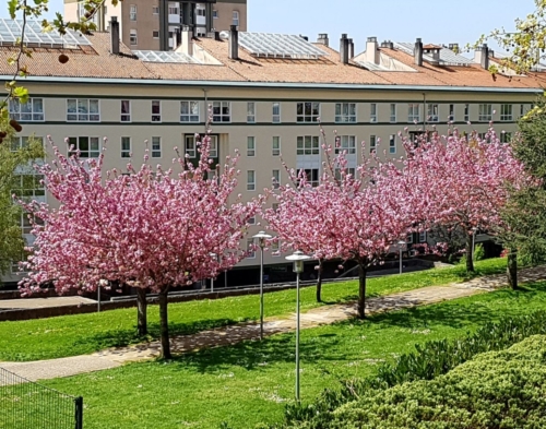 A Rua to Santiago de Compostela