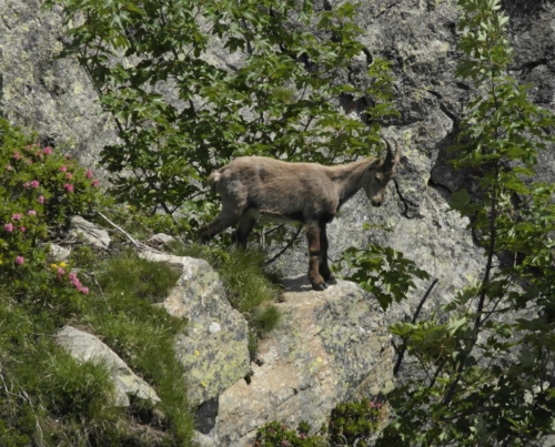 Argentiere to Chamonix